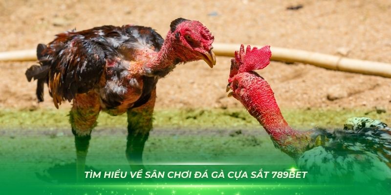 Đá gà cựa sắt đòi hỏi nhiều kỹ năng của các chiến kê